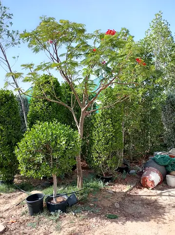 Potted garden trees and shrubs — ready to plant