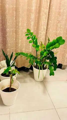Indoor ZZ plant and small potted houseplants with white pots