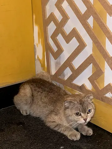 Scottish Fold cat looking forever house.