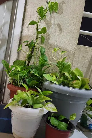 Plants