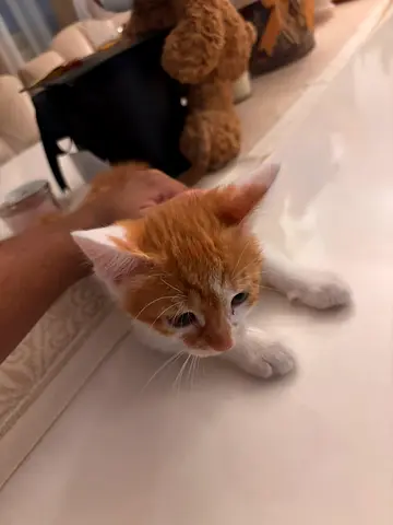 Young orange-and-white kitten looking for a home (free for adoption)