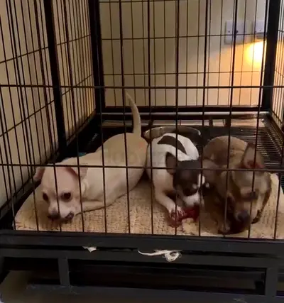 Dogs for adoption