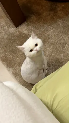 Persian cat pair