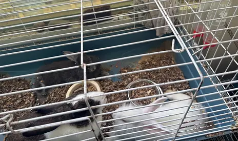 1.5 months old baby rabbits
