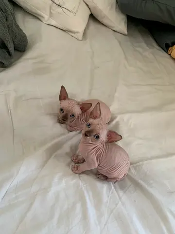 Playful little sphynx kitten