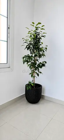 Ficus benjamina with fiber pot 150cm