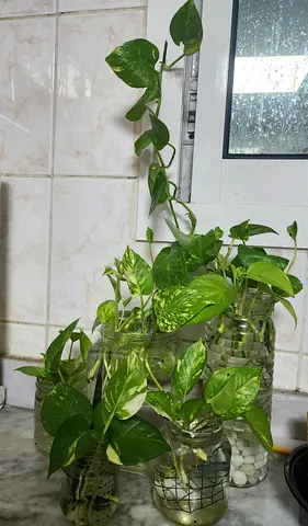 Money plant