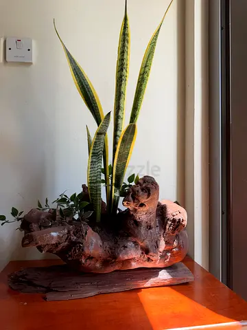 PLANTS ARTWORK