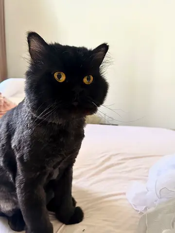 Cat for adoption