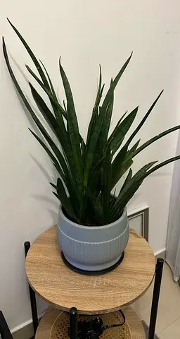 Sansevieria (Snake Plant) in Decorative Ceramic Pot - Ready to Move