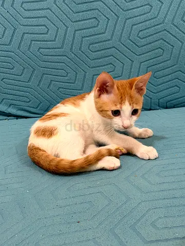 Kitten for adoption