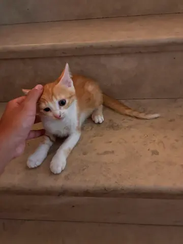 Young orange-and-white kitten looking for a home (free for adoption)