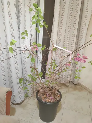 Indoor potted bougainvillea plant — needs some TLC