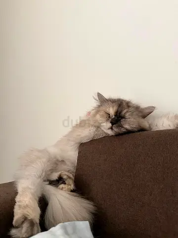 Persian cat