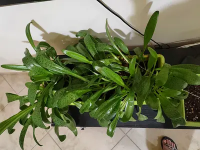 Large indoor spotted green houseplant with 2 extra green rectangular pots