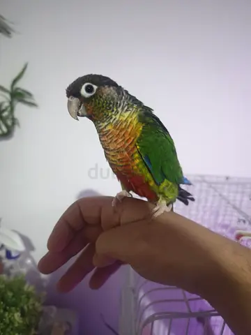 Tamed pineapple conure