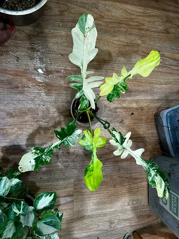 Philodendron Florida beauty x mayoi narrow form. Aed425/-. Pickup near financial center metro. Deliv