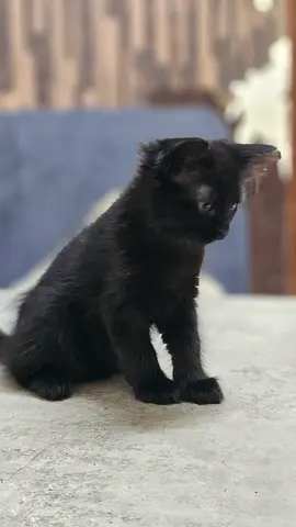 Lovely kitten for free Adoption