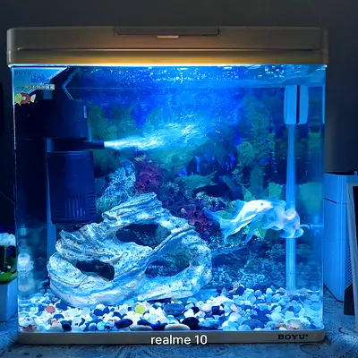 Boyu Glass Fish Tank with Filter and Lighting plus 2 comet fish.