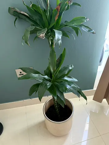 Indoor Dracaena plants in ceramic pot - healthy low-light houseplants