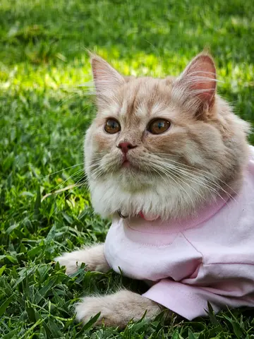 Loving Home Needed for Two Sweet Kittens