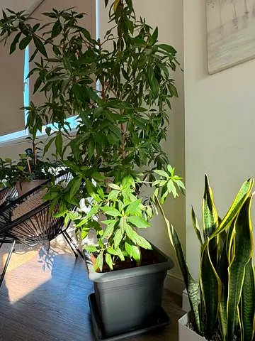 Indoor potted plants - Schefflera and Snake Plant (ready to move)