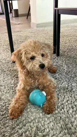 Adorable toy poodle puppy looking for a new home
