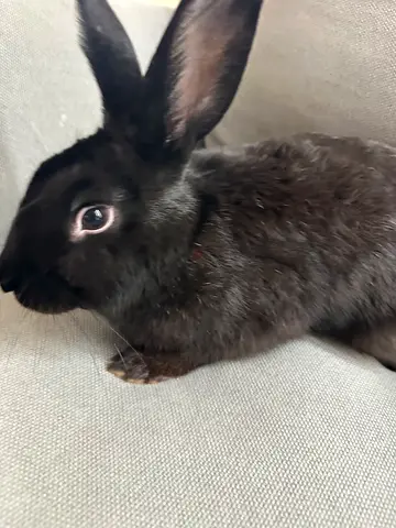 Young friendly black rabbit available for adoption.