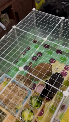 2 rabbits for adoption free not selling
