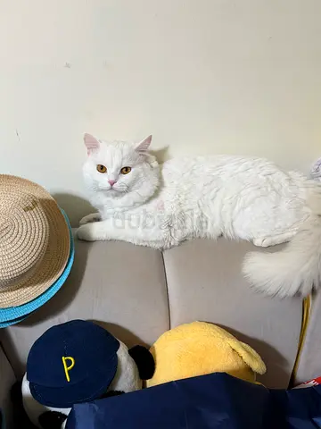 CAT FOR ADOPTION