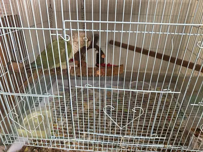 Red factor conure tamed
