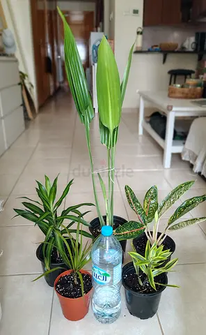 Take all 5 easy to take care  indoor plants Final price , last price , best price 80 dhs only