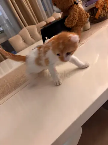 Young orange-and-white kitten available for adoption (free)