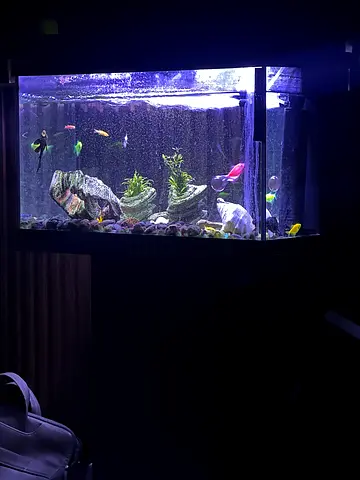 Home aquarium with colorful tropical fish and decorative setup