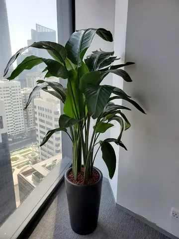Indoor plants