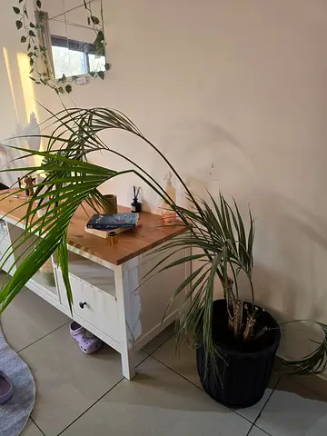 2 plants for sale