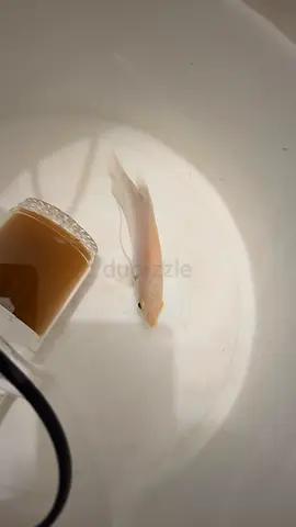 3 inch size giant gaurami