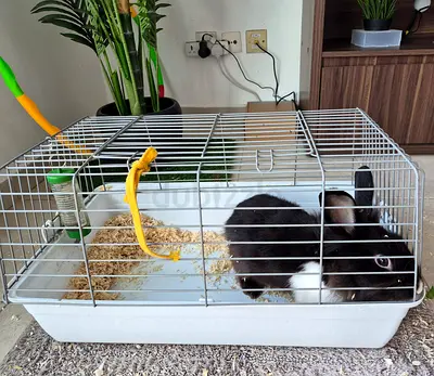 Friendly male rabbit for free adoption