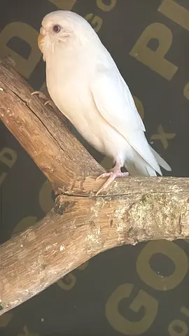 White Budgerigar/Parakeet