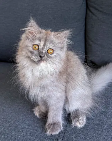 Adorable Pure Persian Kittens