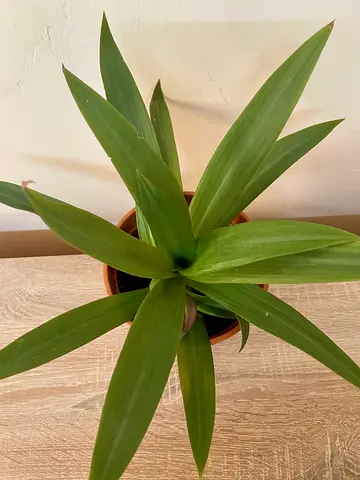 Rhoeo Plant