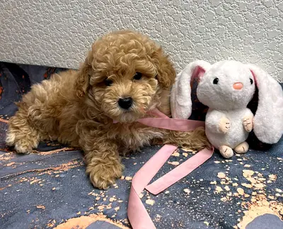 Adorable Poodle Puppy — playful and vaccinated