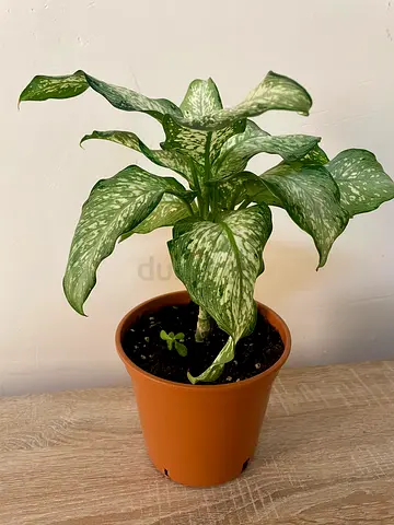 Diffenbanchia tiki