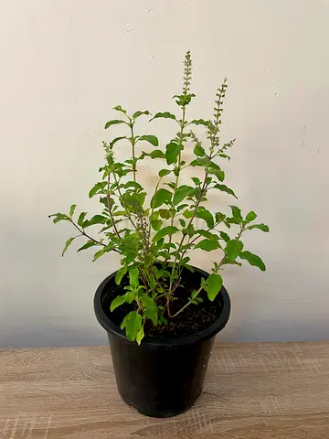Thulsi Plant (Basil)