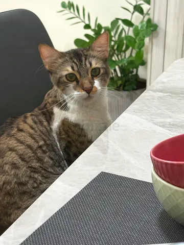 Calm Domestic Cat for Adoption