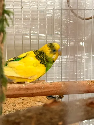 Yellow-green Budgie / Parakeet - Healthy Adult, Ready for New Home