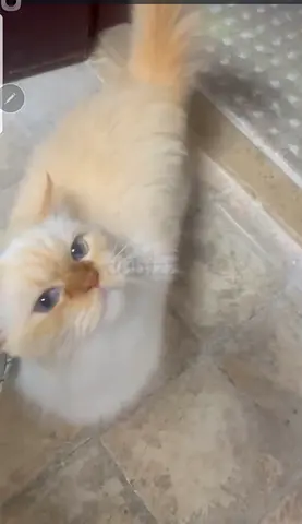 عجمان