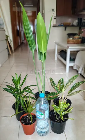 Take all 5 easy to take care  indoor plants Final price , last price , best price 80 dhs only