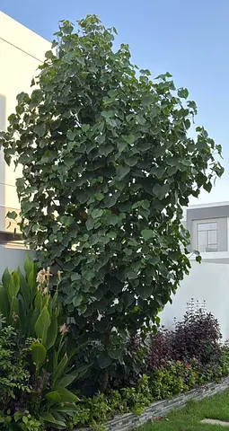 5 trees