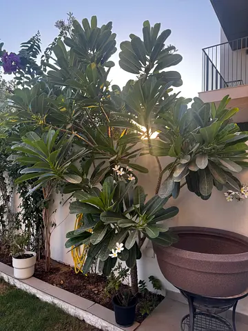 Plant outdoor Frangipani